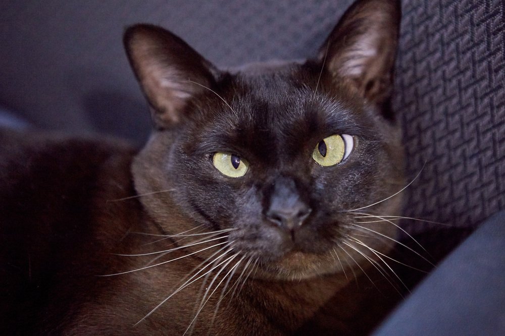 Эти глаза напротив...