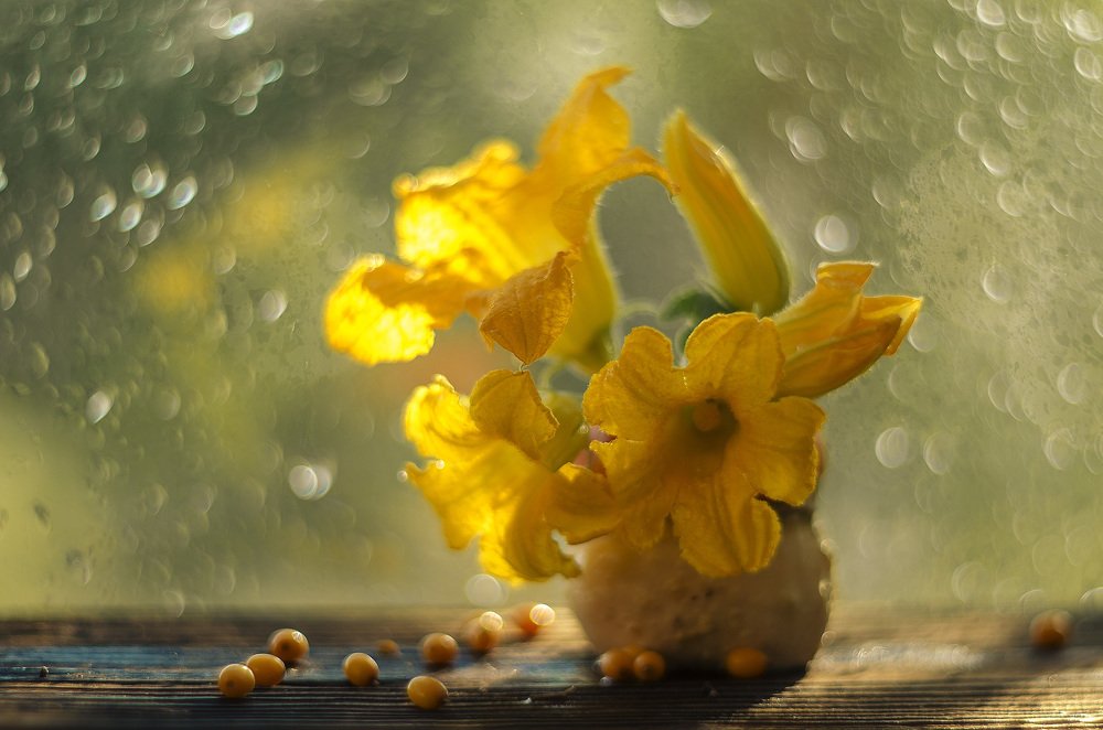 Photograph by Елена Вапняр