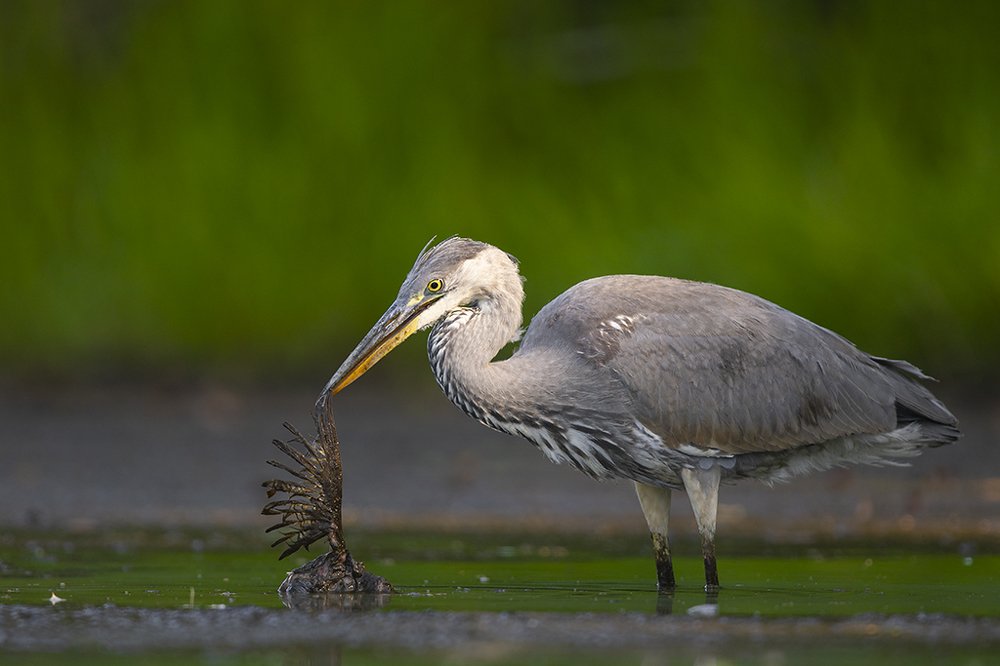 Photograph by Wieńczysław Rak