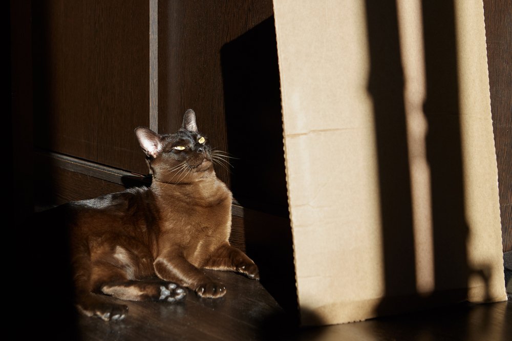 В лучах солнца