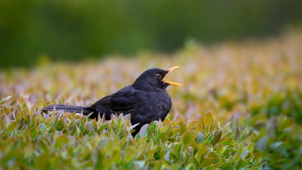 Photograph by Алексей Петров