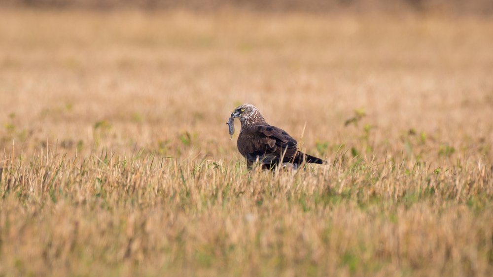 Photograph by Алексей Петров