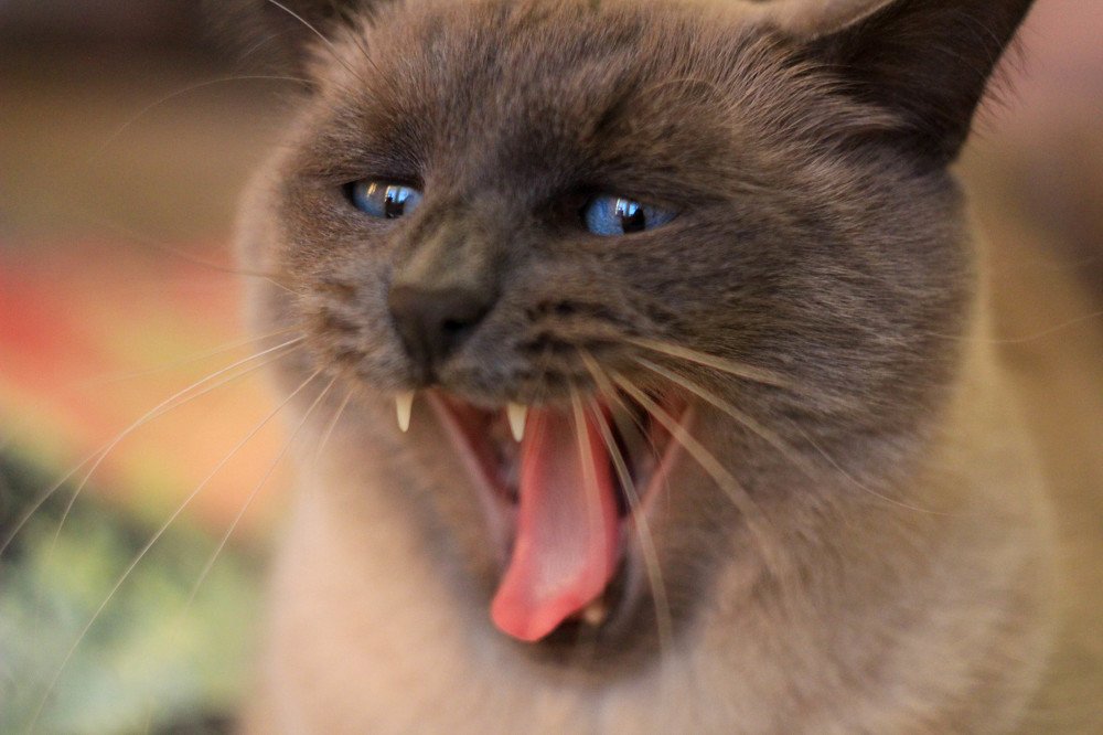 Photograph by Александра Петряева