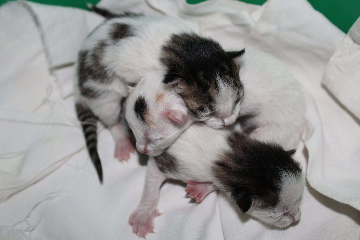 Photo #3539760