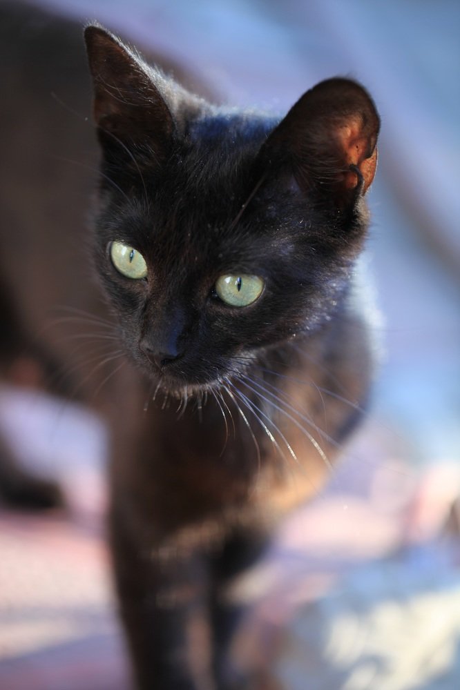 Photograph by Владимир Ясюкевич