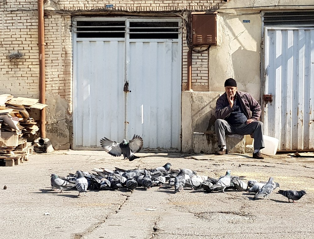 The man and his pigeons