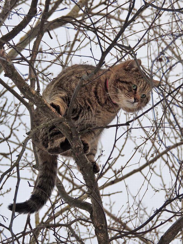 Мартовский  акробат
