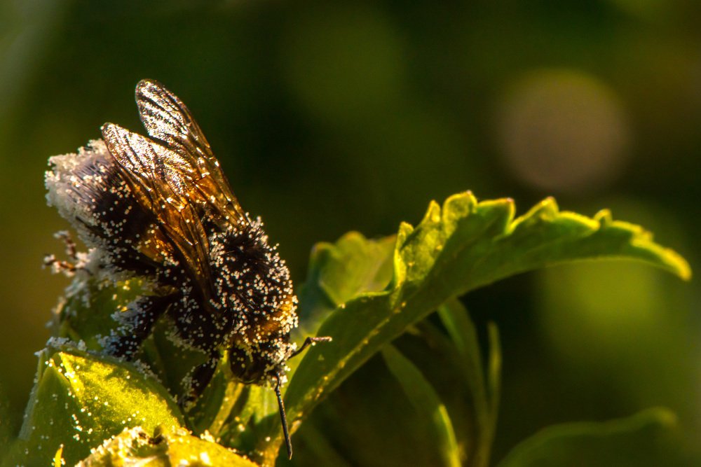 Ищу сладкую пыльцу