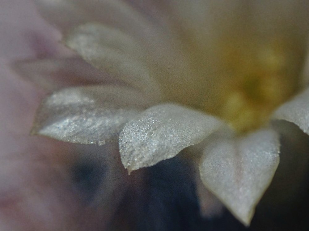 Нежность лепестков