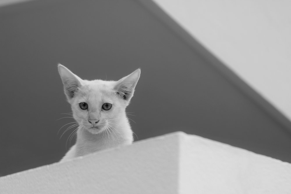 Фотография автора Hossain Mohammad Ekram