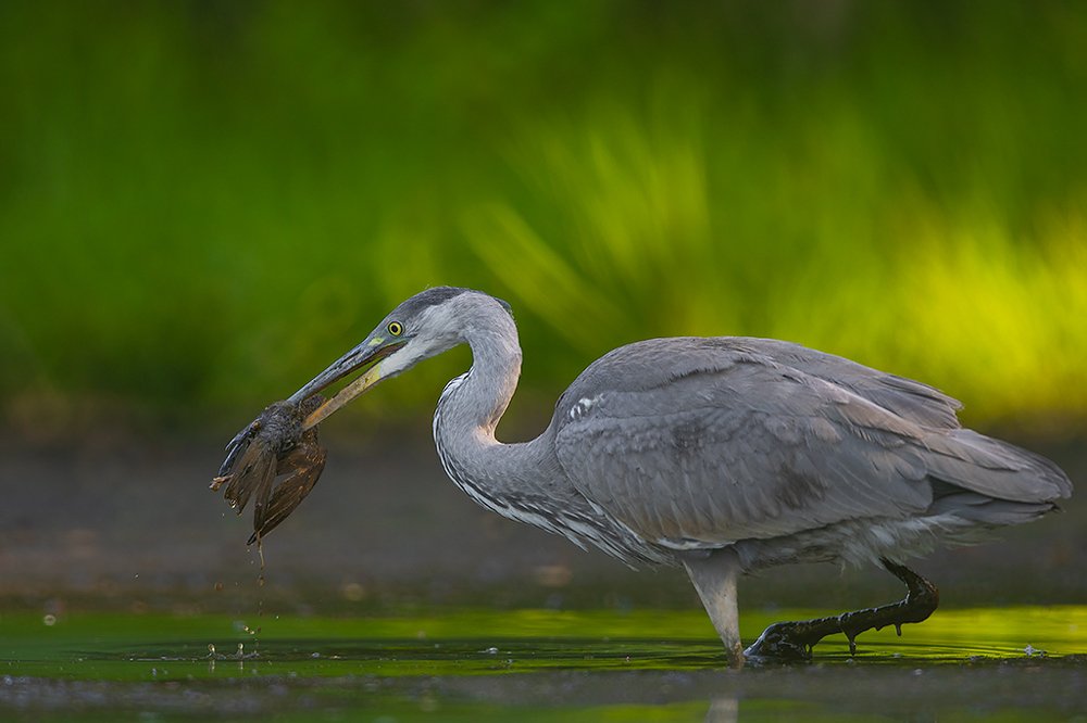 Photograph by Wieńczysław Rak