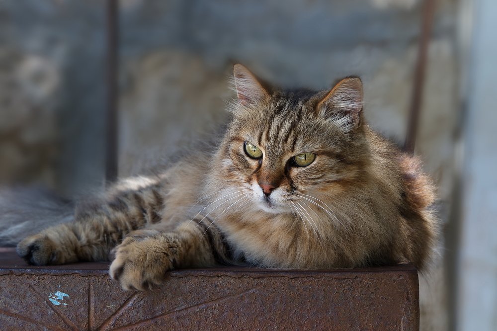 Photograph by Илан Грабоис