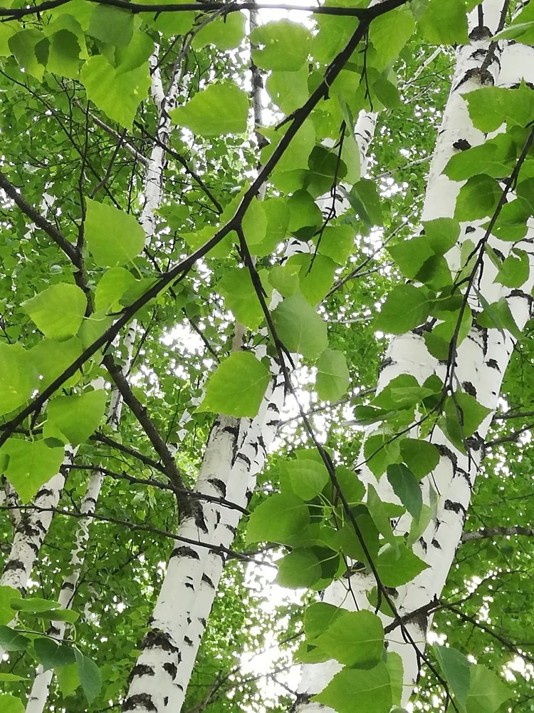 A birch