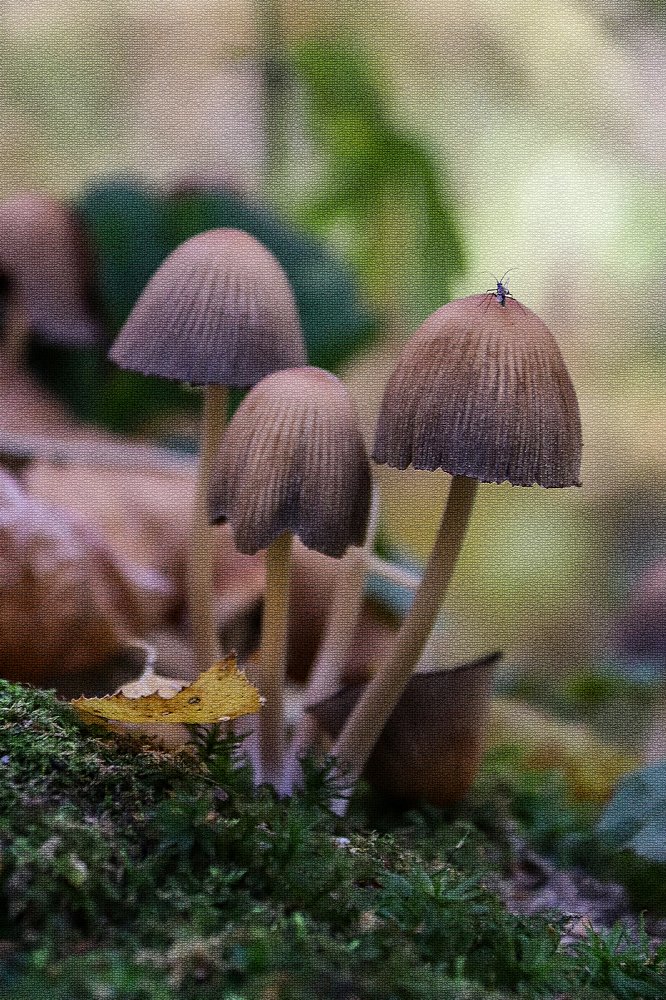 Photograph by Лариса Рулёва