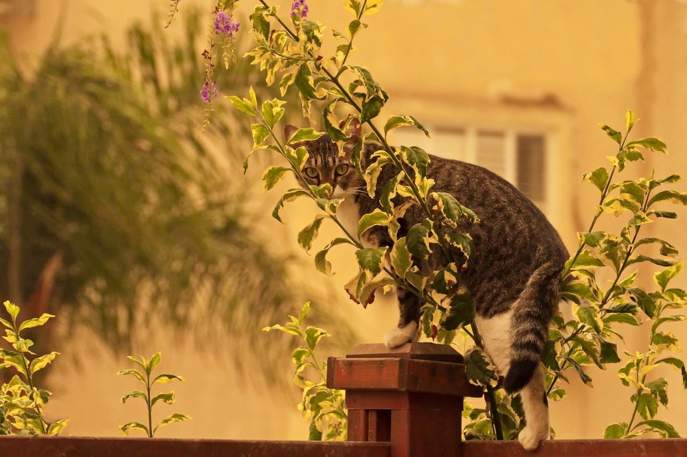 Фотография автора Илан Грабоис
