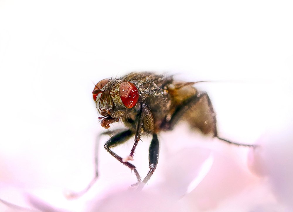 Photograph by Наталья Копылова