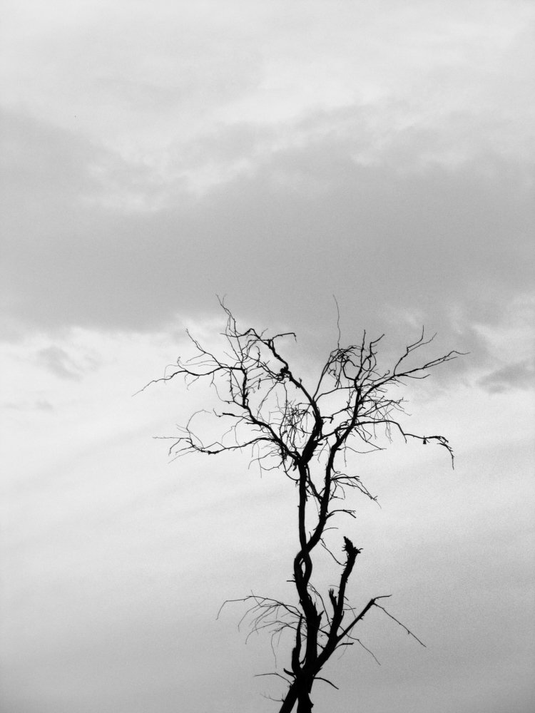 Dry