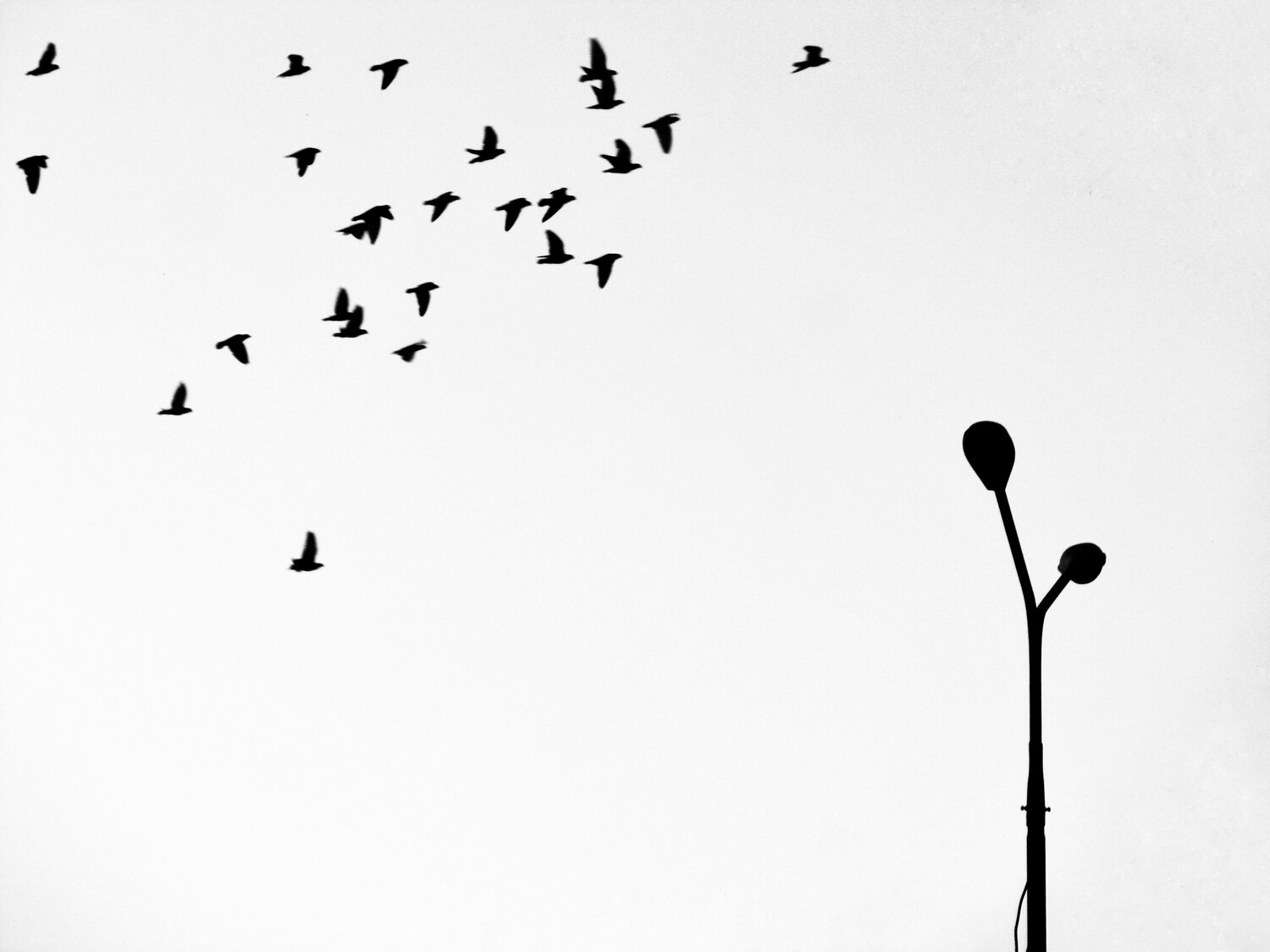 Fly