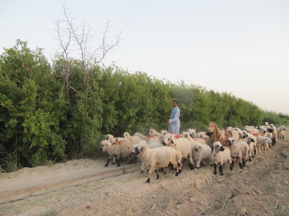Shepherd