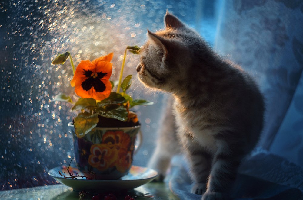 Фотография автора Лилия Немыкина