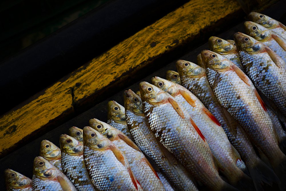 Photograph by Hernan Jaramillo