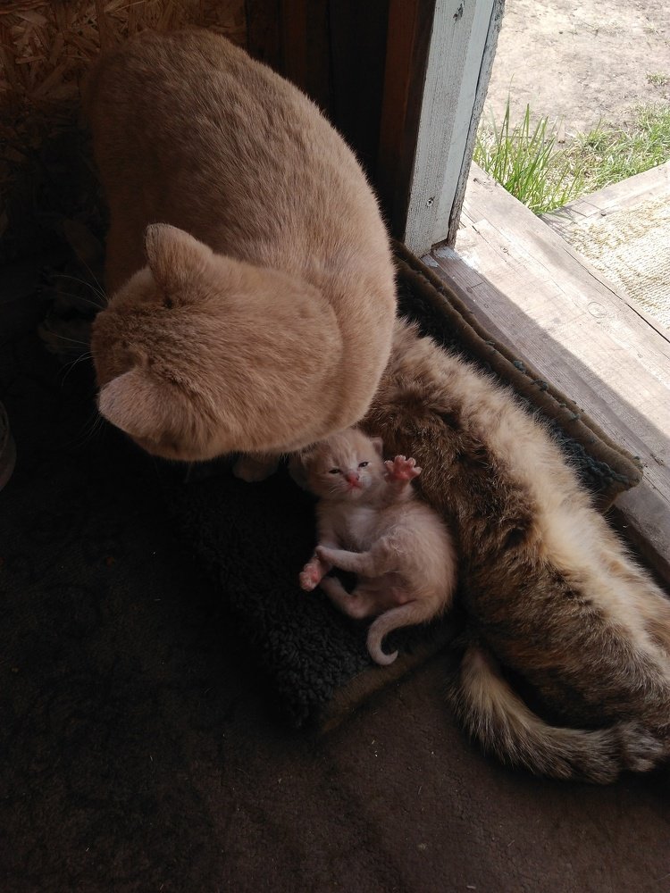 Кошачья семейка