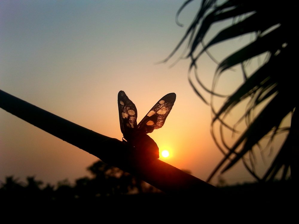 Photograph by Safinur Momin