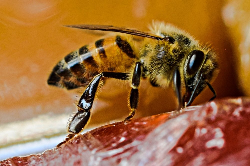 Photograph by Celina CelyTessy