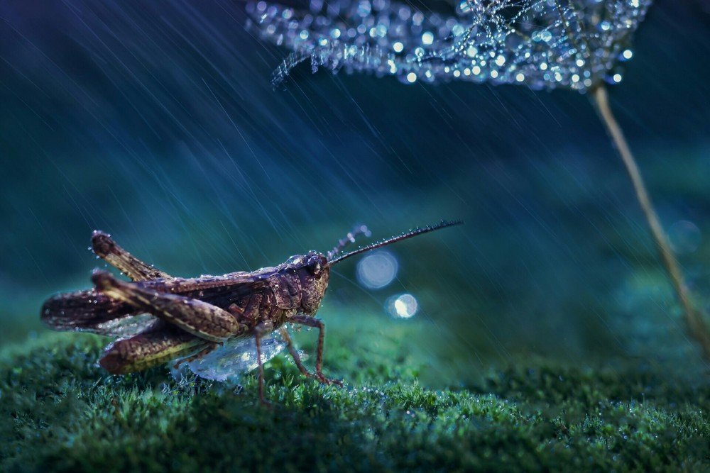 Photograph by Юлия Яремко