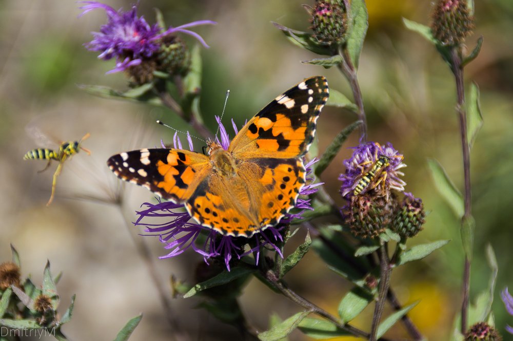 Photograph by Дмитрий Мальцев