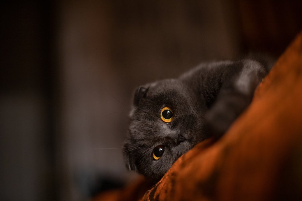 Photograph by Оксана Нечаева