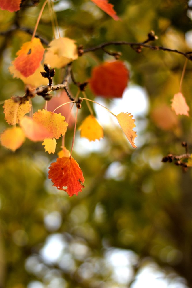 Photograph by Ирина Ященко