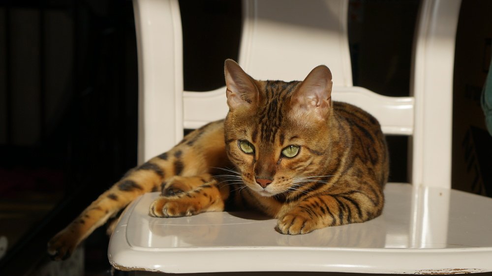 Фотография автора Ксения Маслова