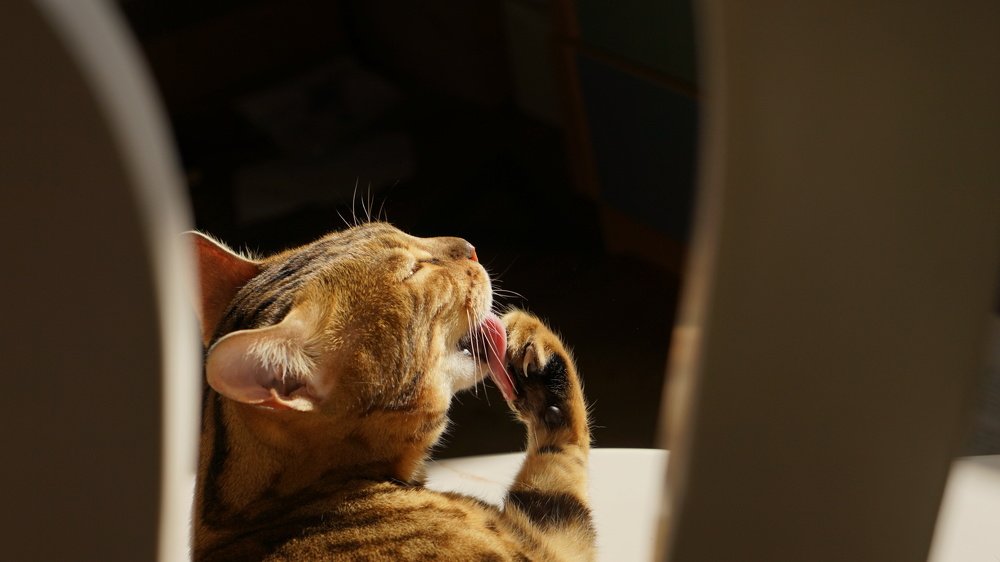 Фотография автора Ксения Маслова