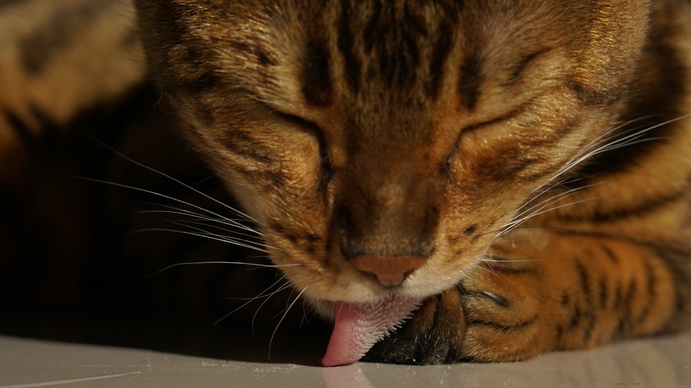 Фотография автора Ксения Маслова