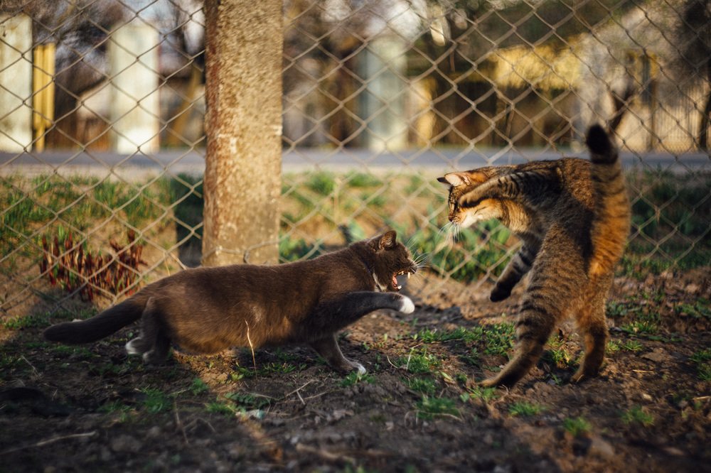 Photograph by Шидловская-Вашкевич Татьяна