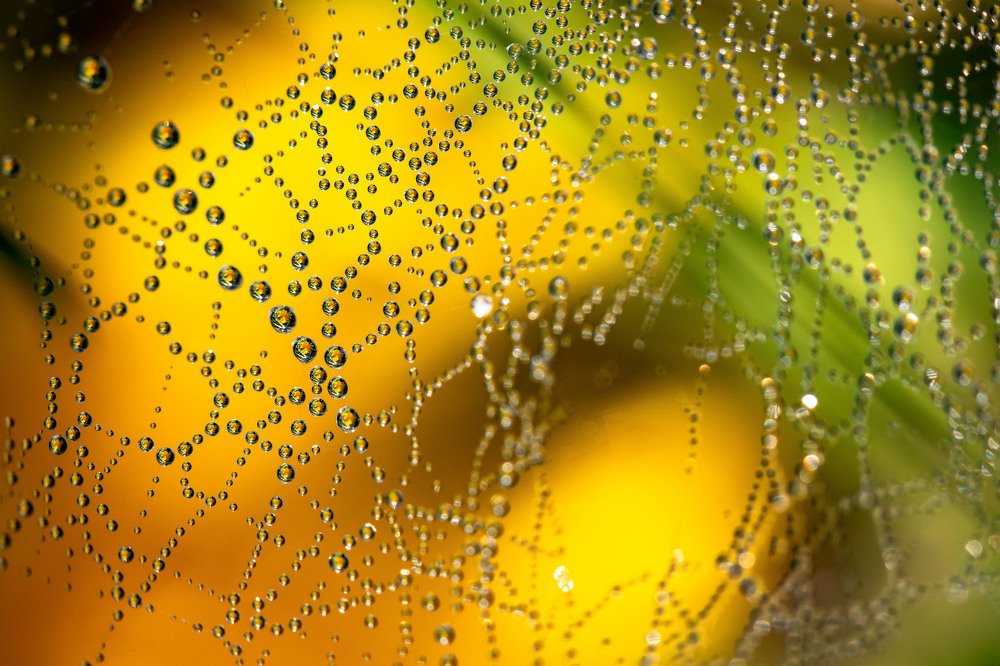 Фотография автора Мария Сурмачева