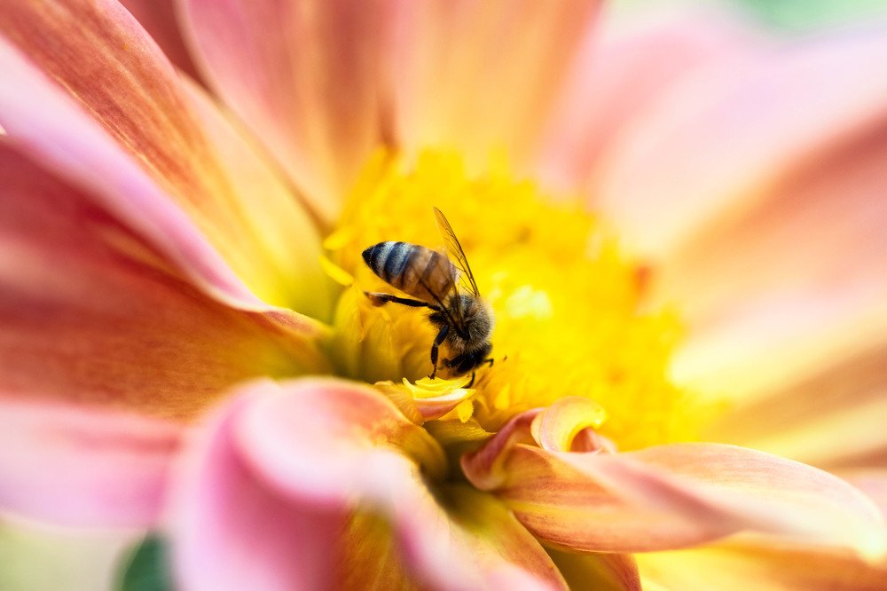 Photograph by kachachart duangket