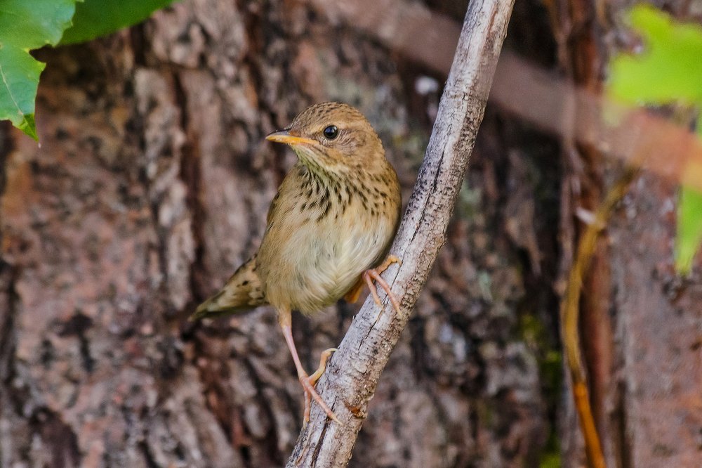 Пятнистый сверчок - Locustella lanceolata