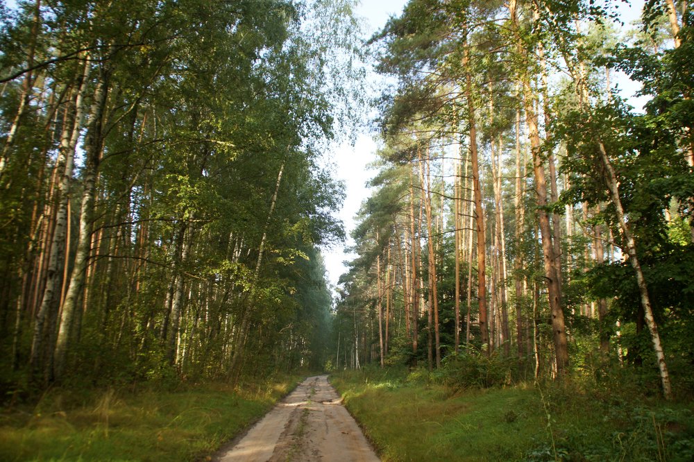 утро в сосновом лесу