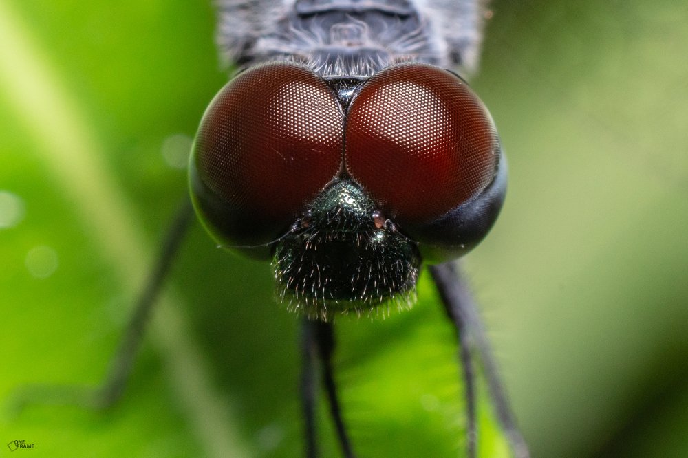 Compound Eyes