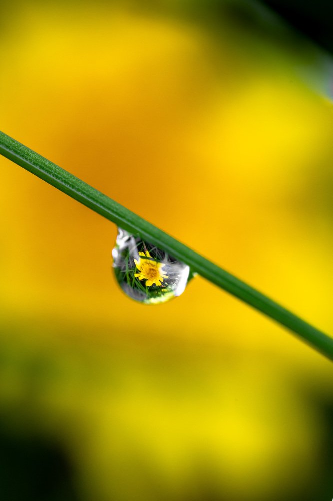 Фотография автора Мария Сурмачева