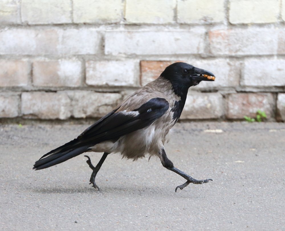 Деловая птица