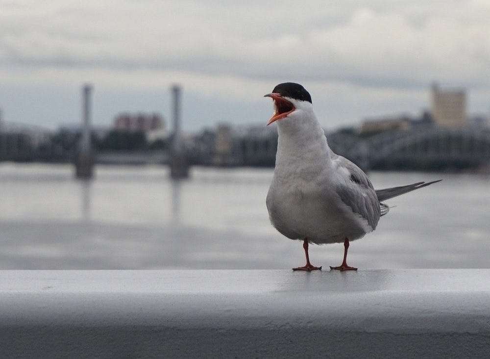 Photograph by Марина Хохрякова