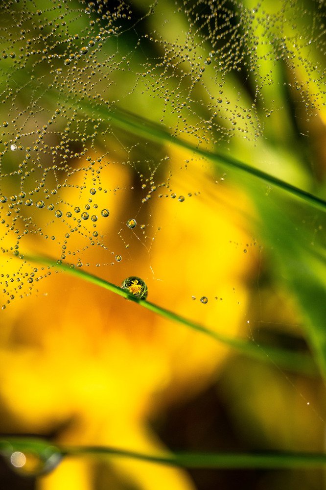 Капля жёлтого