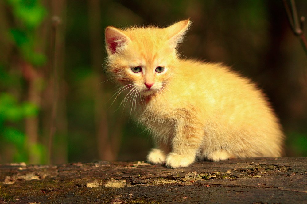 Photograph by Елена Демус