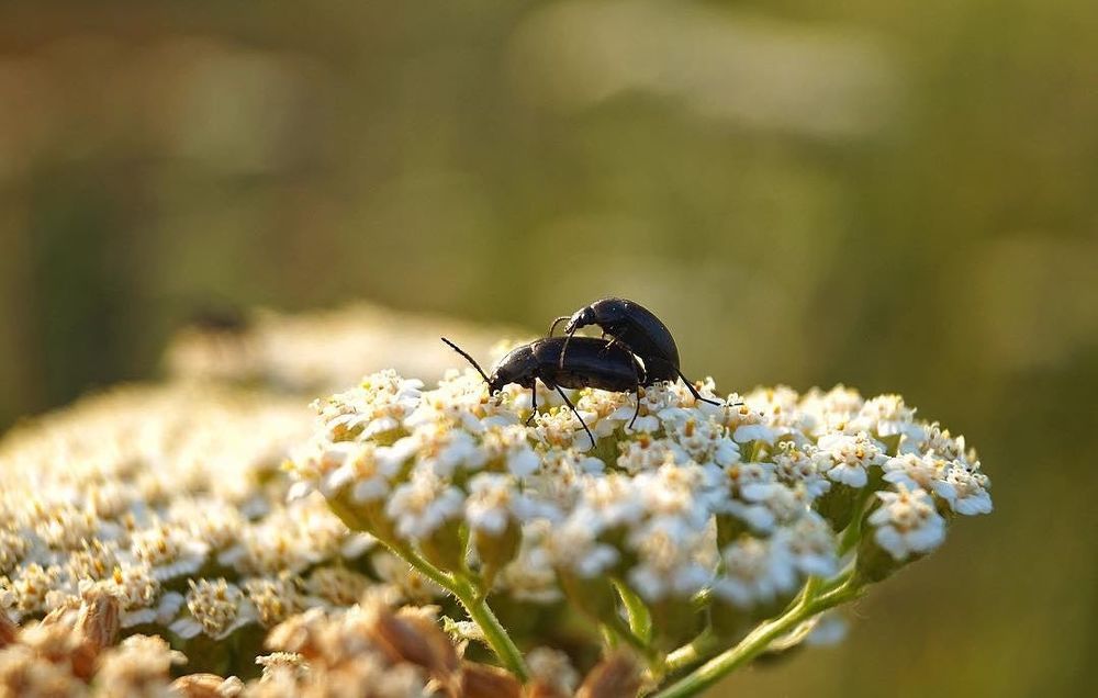 любовь в лучах уходящего солнца