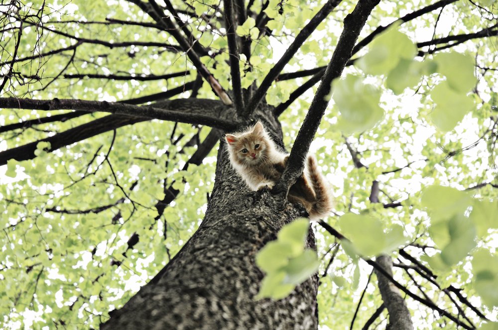 Photograph by Максим Самохвалов
