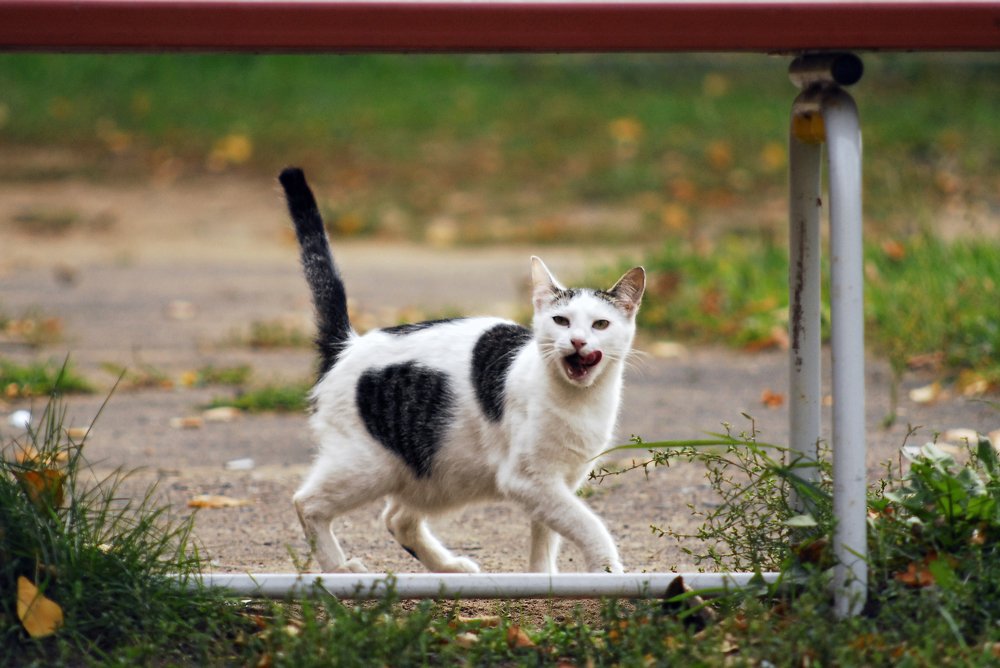 Photograph by Максим Самохвалов