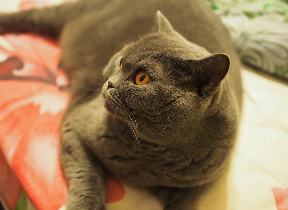 Строгость и достоинство!